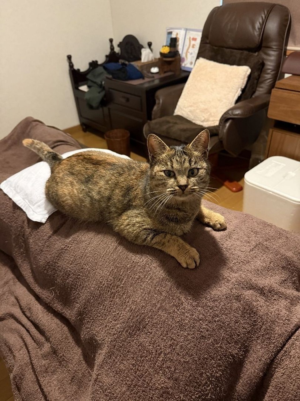 たまに猫もお手伝いします(使用したタオルは洗濯除菌しております)